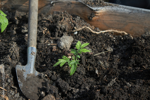 Wallpaper Mural A close-up shot of a young tomato plant sprouting in dark, rich soil. Torontodigital.ca