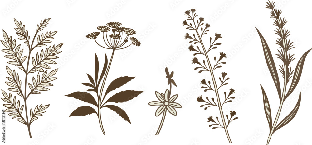 Fototapeta premium Elegant Botanical Design Featuring Ferns Flowers and Grasses Ideal for Branding and Logos