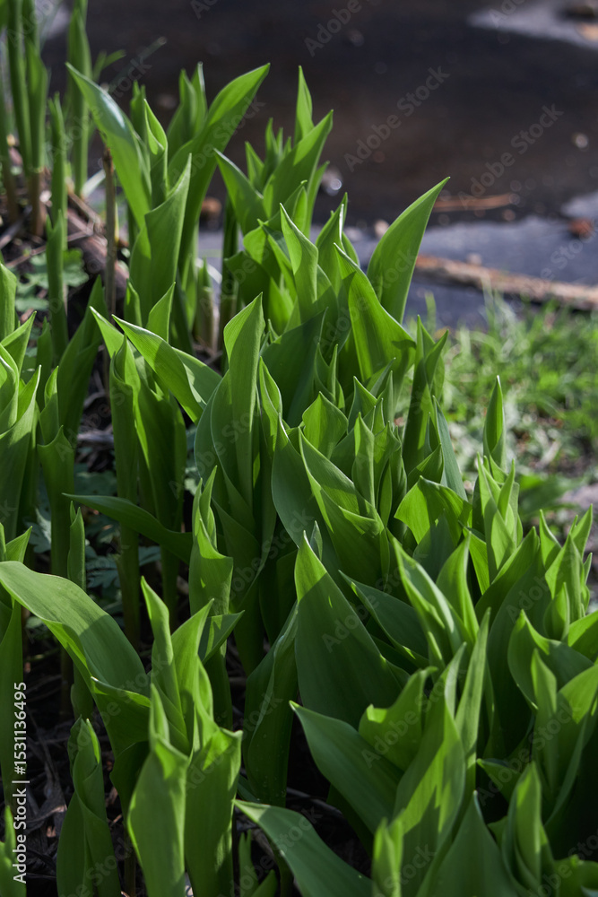 Obraz premium A collection of bright green leaves flourishes in natural sunlight, showcasing detailed texture.