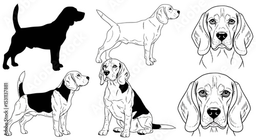 Beagle Dog Breed Illustrations: Silhouettes and Detailed Line Drawings