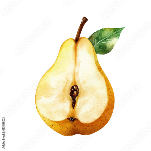 Pear Slice, watercolor drawing vector, isolated on a white background.