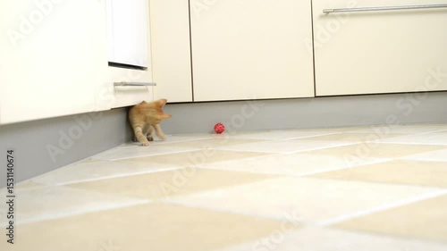 Small, yellow kitten is playing with a red ball on the kitchen floor