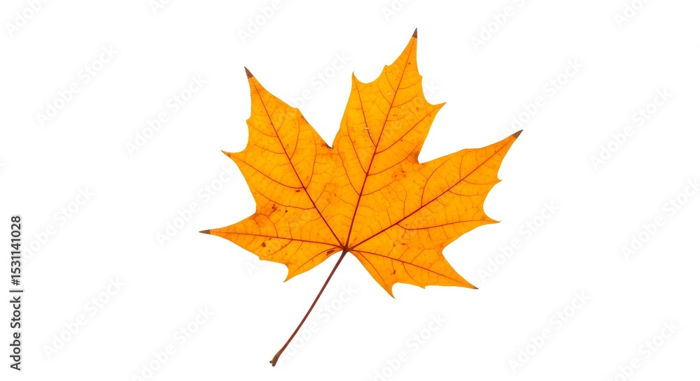 Fototapeta premium Autumn Maple Leaf in Golden Hue – Fall Decor Element
