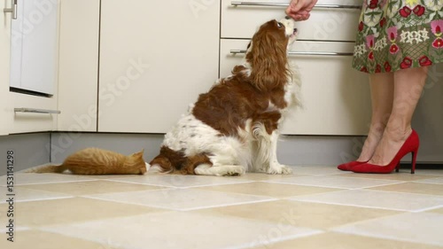 Yellow kitten is playing with the tail of a dog while the dog receives reward biscuits