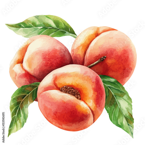 watercolor of Peach Orchard Ripe Peaches, vector, isolated on a white background.