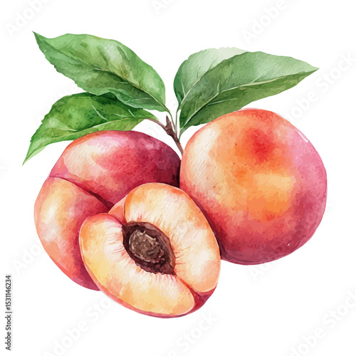 Peach Orchard Ripe Peaches, watercolor vector, isolated on a white background.