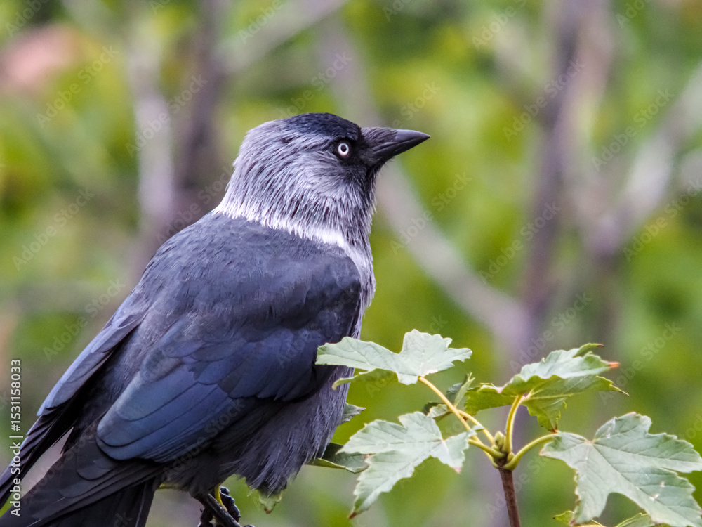 crow on a branch with grey and black feathers crow on a branch with grey and black feathers