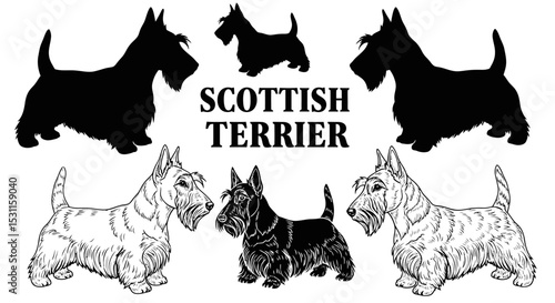 Foto Scottish Terrier Dogs: Silhouettes and Detailed Line Art Illustrations