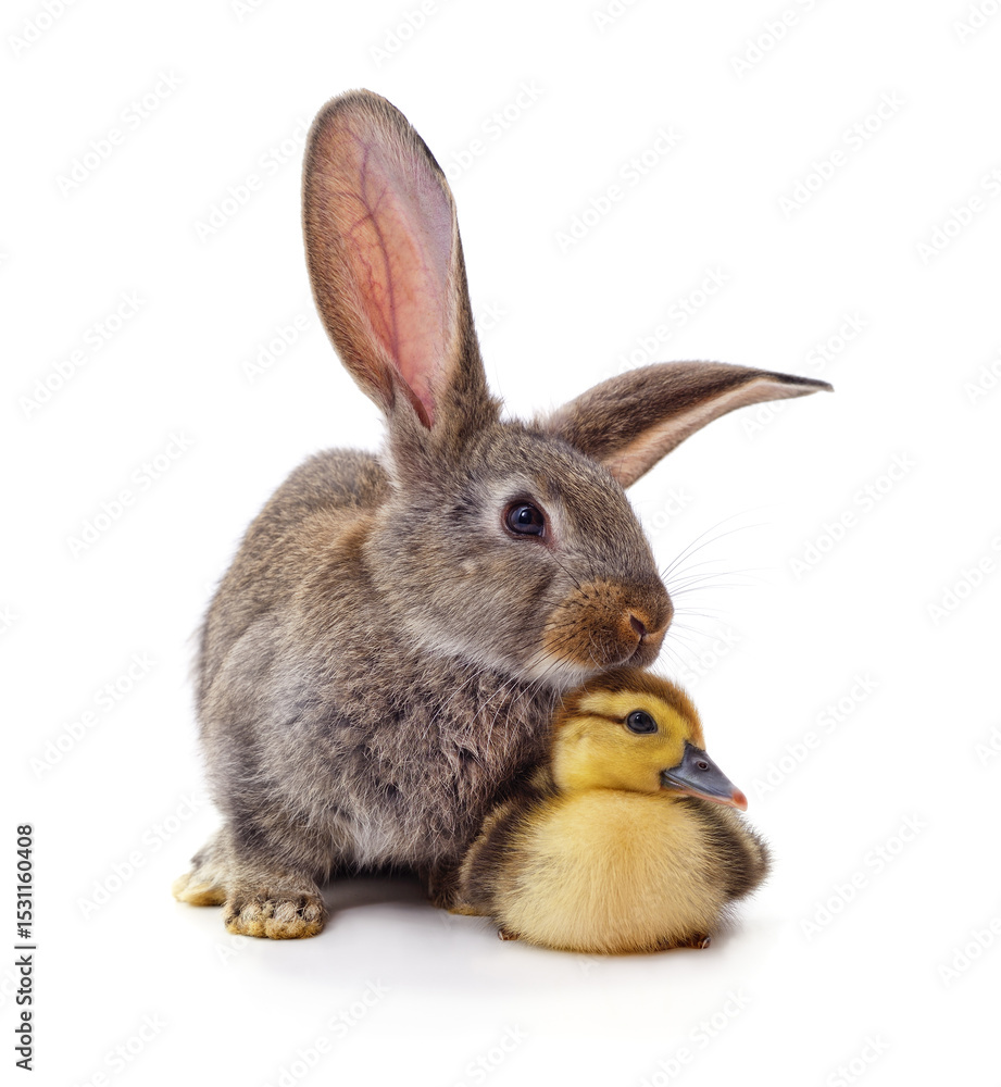 Obraz premium Rabbit and duckling.