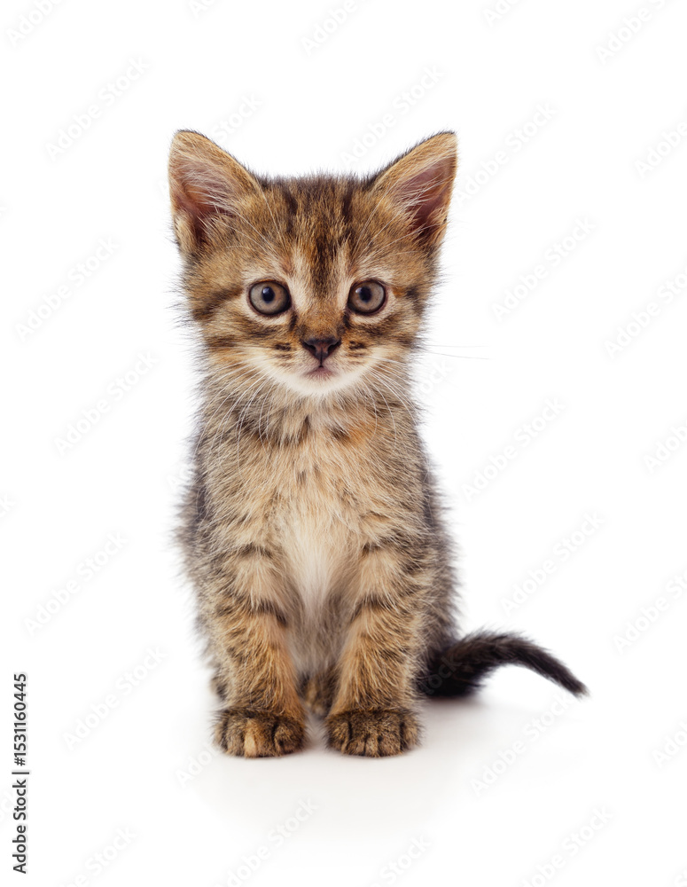 Obraz premium One gray kitten.