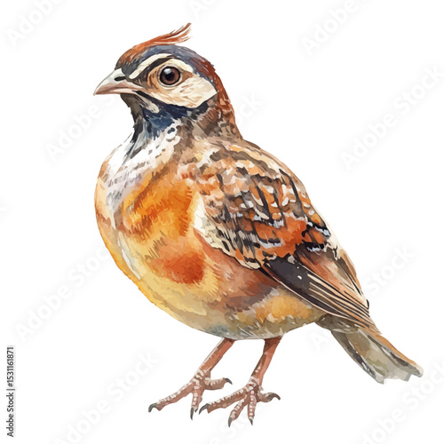 Partridge Close Up, watercolor painting vector, isolated on a white background.