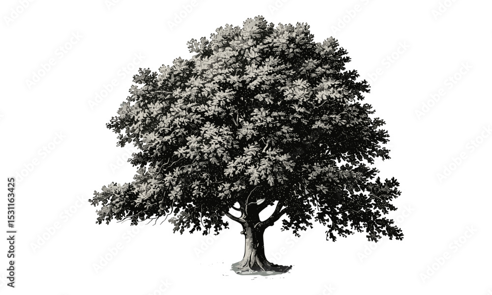 Beech Tree vector illustration, forest illustration, tree art, nature design, environmental illustrations, woodland scene, green leaf artwork, spring forest design, plant vector.