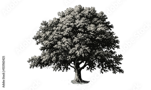 Beech Tree vector illustration, forest illustration, tree art, nature design, environmental illustrations, woodland scene, green leaf artwork, spring forest design, plant vector.