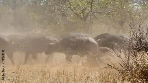Captivating video of an African buffalo herd as it moves steadily through a dry landscape, their powerful strides kicking up thick clouds of dust.