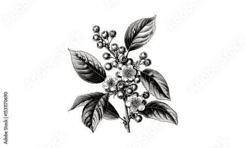 Bird Cherry Prunus Pensylvanica Flowers Engraving Vintage Vector Illustration, botanical artwork, nature illustration, floral engraving, spring flowers, botanical vector, delicate flowers