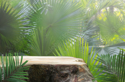 Wood stump podium table top with outdoors in tropical forest nature background.natural product pedestal wooden stand display,healthy life or eco concept.