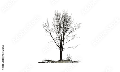 Poplar Tree Illustration, Black Poplar Art, Nature Design, Tree Vector, Forest Trees, Fall Season Art, Natural Forest, Woodland Vector, Autumn Leaves, Outdoor Landscape, Eco Art.