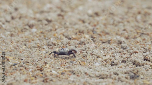Fiddler crab raising claw