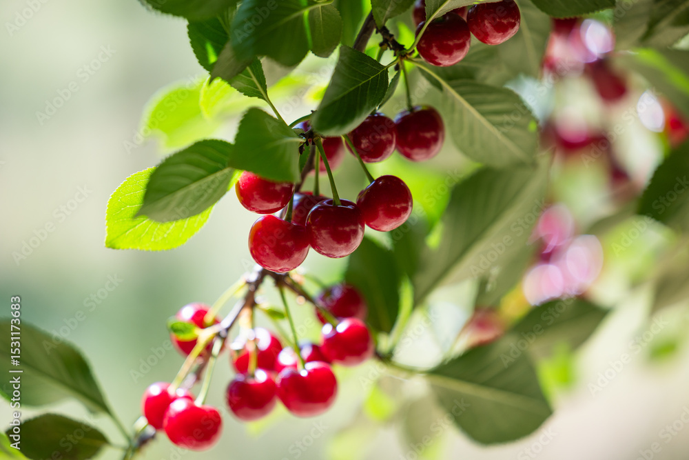 Obraz premium Detail of ripe red sour cherries on tree