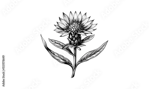 Foto Bud of Centaurea Cyanus, vector illustration, blue flower graphic, botanical design, wildflower art, floral vector, nature artwork, organic illustration, delicate floral, watercolor