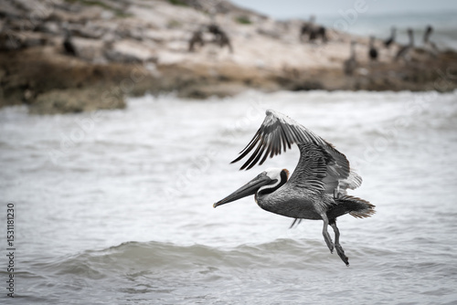 Brown pelican, Pelecanus occidentalis, single bird in flight, Falkland Islands.