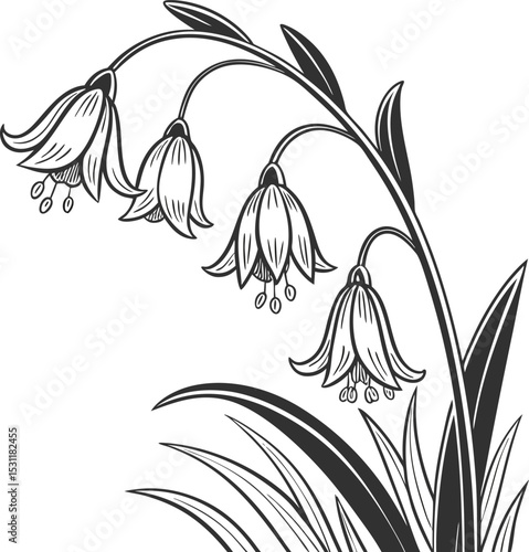 White snowdrop flower vector illustration on a black background