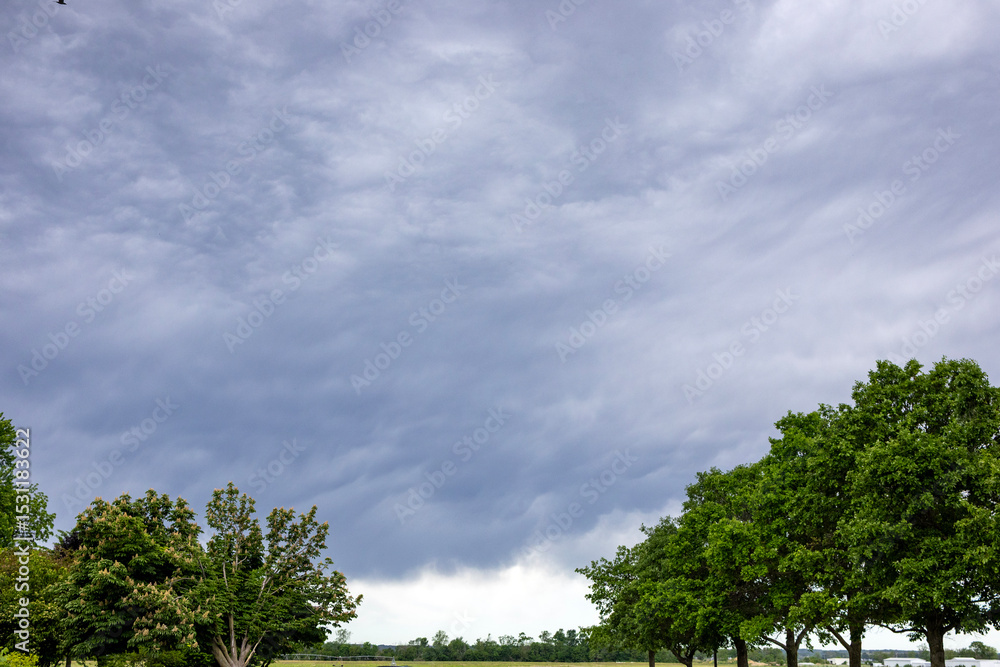 Fototapeta premium trees and clouds