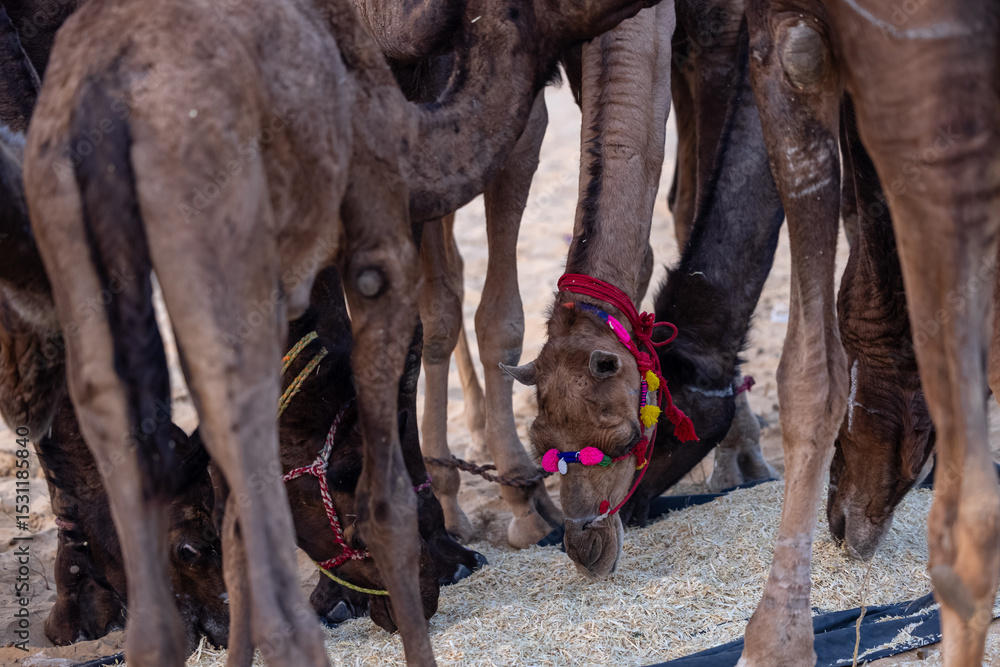 Naklejka premium Pushkar fair, Herd of camel at the sand dunes desert ground of pushkar during camel festival.