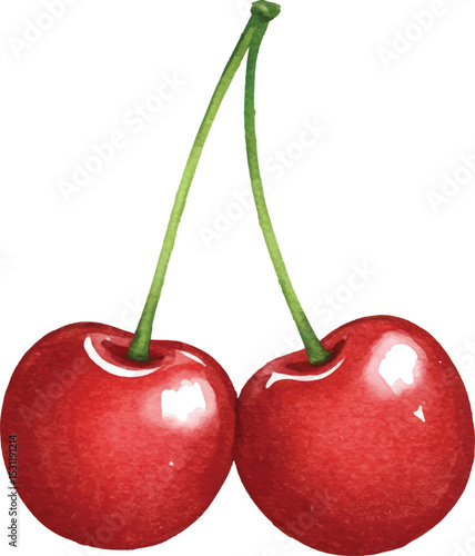 Watercolor Detailed Twin Cherry Illustration Isolated on White Background