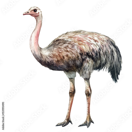 watercolor vector of Ostrich, isolated on a white background.