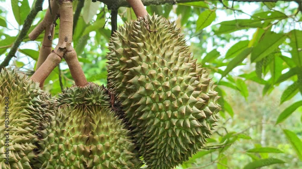 Durian on the tree in the garden Durian on the tree in the garden