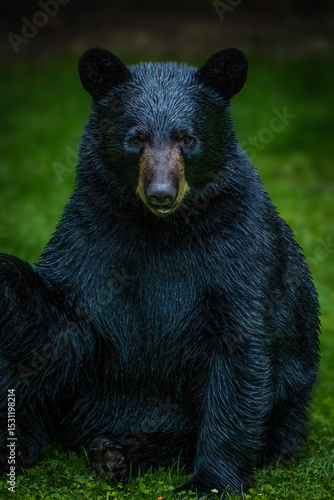 Black bear sitting in the woods