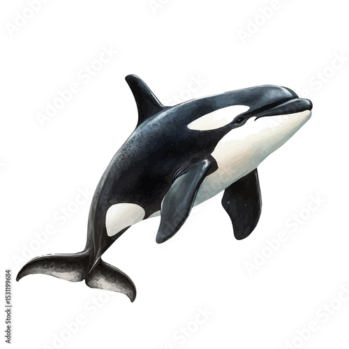 watercolor of Orca Whale, vector, isolated on a white background.