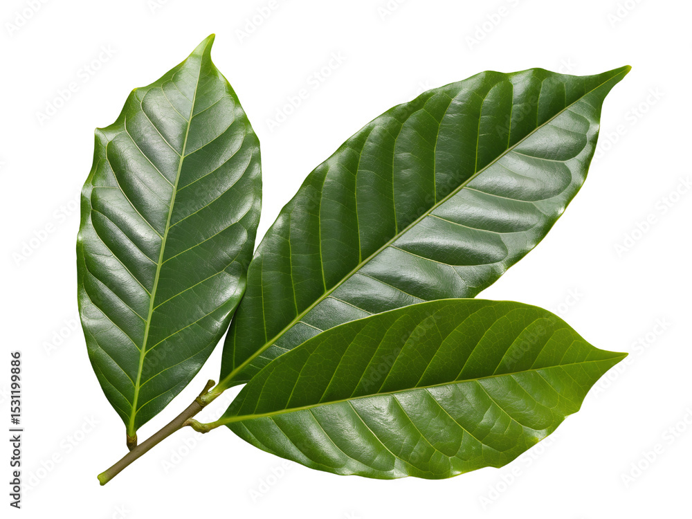 Obraz premium Close-up of Three Coffee Plant Leaves Isolated on transparent background, Isolated Png, Isolated on transparent background, Isolated Png file, Cut-out, No Background, Isolated object