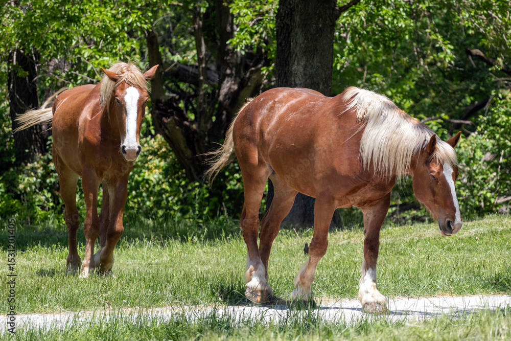 Fototapeta premium horses grazing in a field