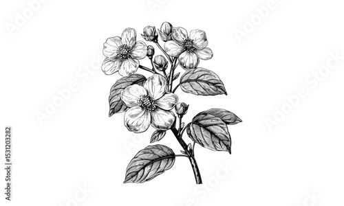 Cornus Canadensis Flower Illustrations, wildflower art, botanical vector, flora drawing, flower design, garden plants, nature sketch, vibrant bloom, summer botanical art, plant illustrations.