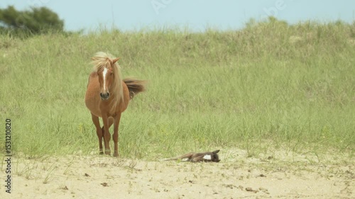 Wild mare with new foal on Shackleford Island, NC