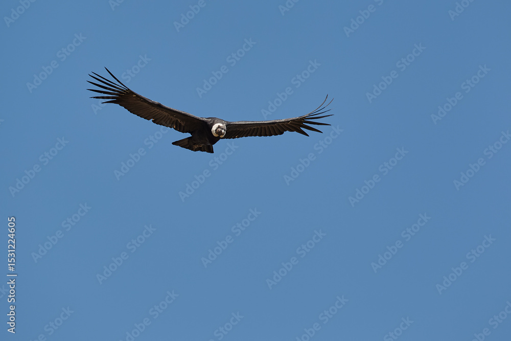 Obraz premium majestic Andean condor rides the thermals with ancient grace. A symbol of freedom and power, this sacred bird watches over one of the world’s deepest canyons,a true icon of Colca Peru.