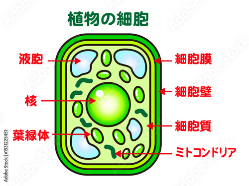 シンプルな植物の細胞の図解イラスト素材