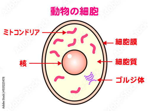 シンプルな動物の細胞の図解イラスト素材