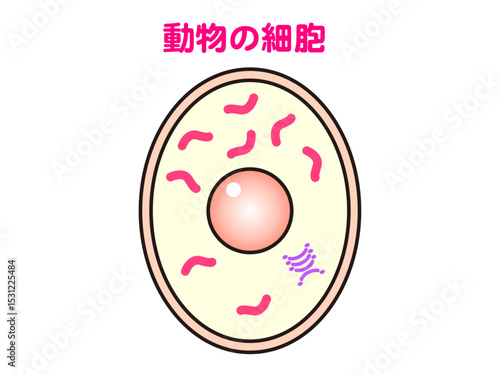 シンプルな動物の細胞の図解イラスト素材2
