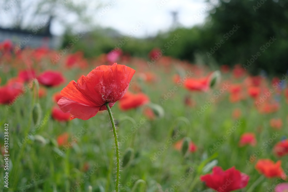 Fototapeta premium A single red poppy stands out in a field of red flowers