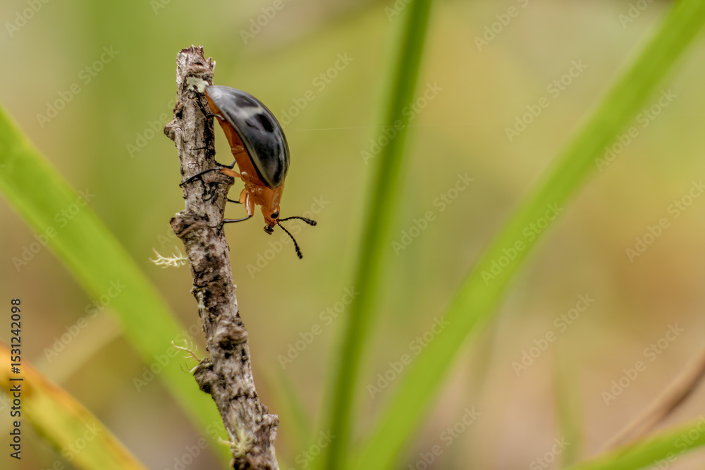 Pleasing fungus beetle walking on a twig; macro photography captured in a forest in the eastern Andean mountains of central Colombia, near the Iguaque natural reserve. Pleasing fungus beetle walking on a twig; macro photography captured in a forest in the eastern Andean mountains of central Colombia, near the Iguaque natural reserve.
