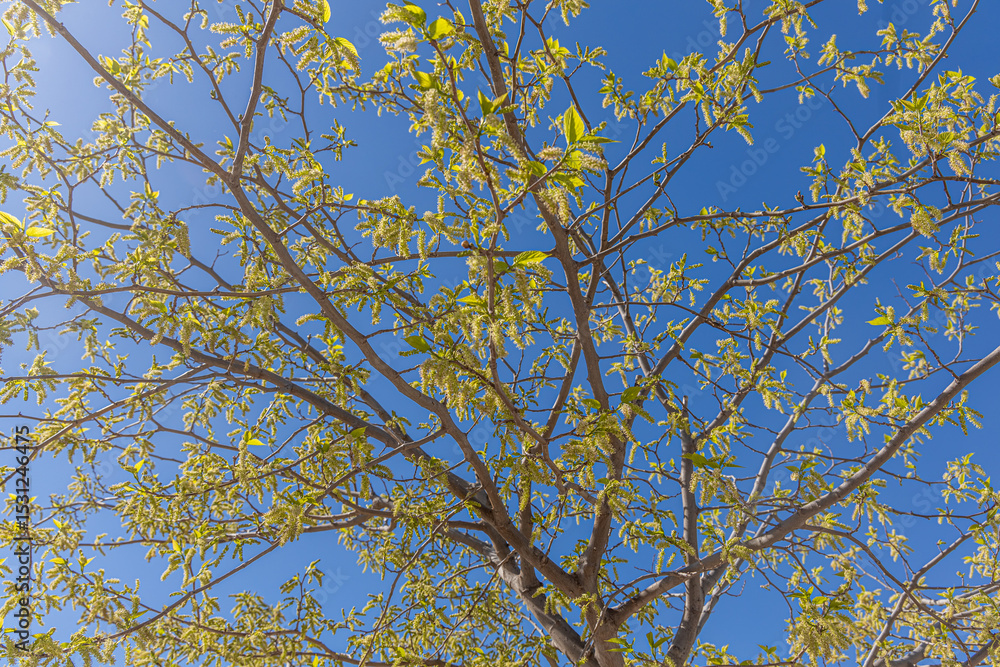 Fototapeta premium A beautiful mulberry tree with green fruit against a clear blue sky on a sunny day
