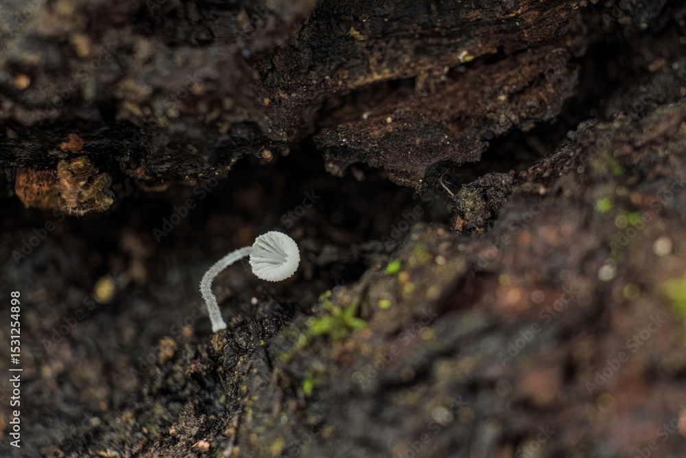 Fototapeta premium Tiny white mushroom growing on a rotten log; focus stacked macrophotography captured in a forest in the eastern Andean mountains of central Colombia, near the Iguaque natural reserve.