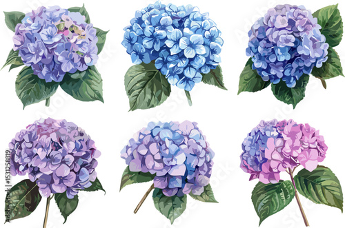 set of hydrangea flowers in color style, no background