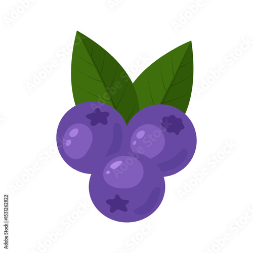 Blueberry with leaves isolated. Vector illustration.
