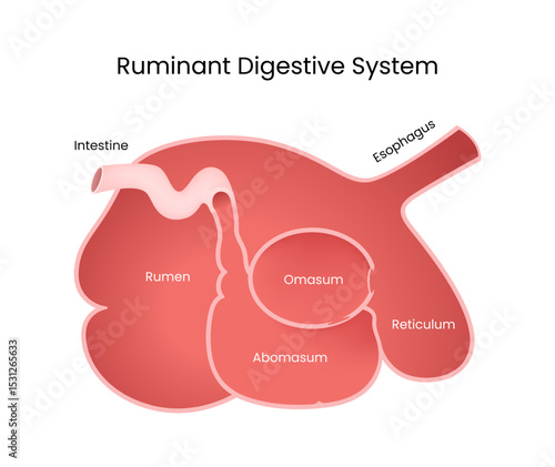 Ruminant Digestive System Detailed Diagram
