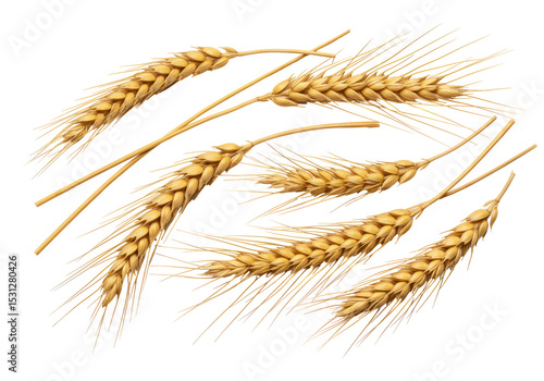 Isolated Golden Wheat Stalks Harvest Crop