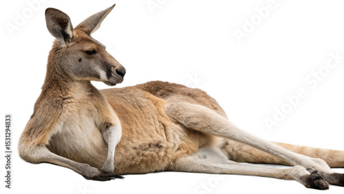 Kangaroo, isolated transparent background